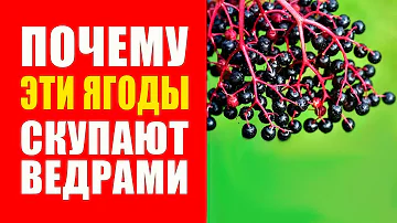 Ягоды Бузины Лечебные Свойства. Бузина черная польза и вред