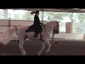 White horse dressage