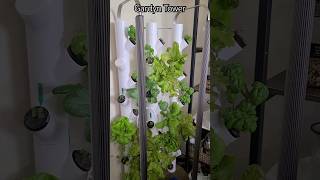 Grow8ng food indoors! Spring 2024 Hydroponics Gardyn Tower