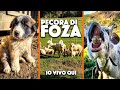 L’antica pecora di Foza: il progetto di reintroduzione di Filippo Menegatti | Episodio 3