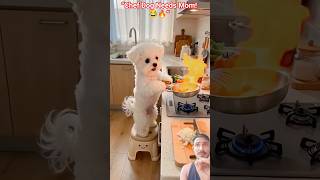 Dog Tries Cooking and Panics When It Catches Fire 😂🔥#shorts
