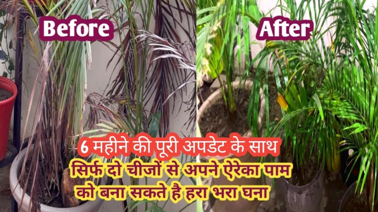बिलकुल ख़राब हो चुके एरिका पाम को तुरंत ऐसे ठीक करें ।Arecapalmcare