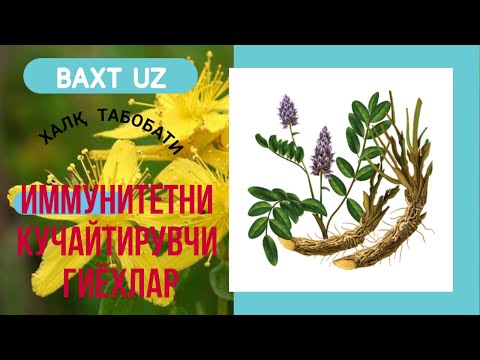 Video: Leuzea Safari Yoki Maral Ildizi (Rhaponticum Carthamoides) - Qimmatli Dorivor O'simlik