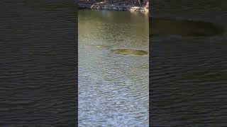Manatee swimming fast in Miami's Biscayne Bay