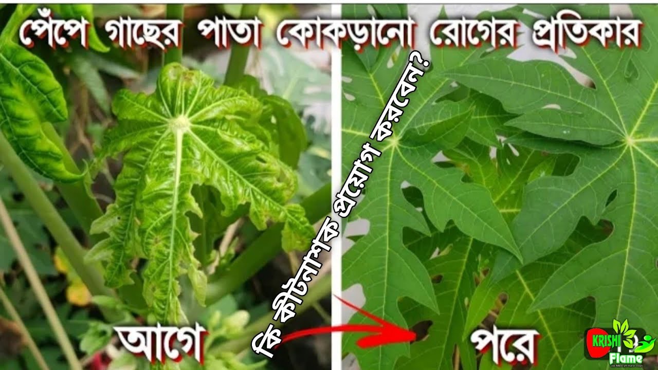 পেঁপে গাছের পাতা হলুদ ও কোঁকড়ানো রোগের প্রতিকার.Papaya Yellow Leaf