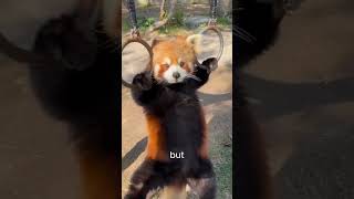 Redpandas Are Not Related To Pandas #panda #redpanda #animallovers #wildlife #cute