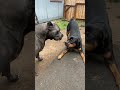 The boys at it again  cane corso vs rottweiler