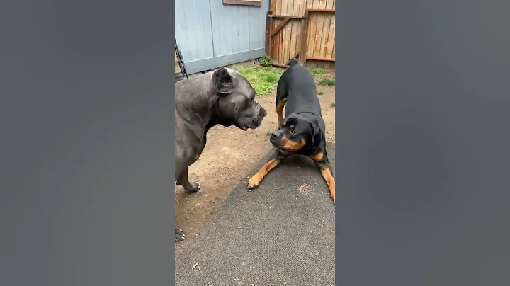 The boys at it again! ( Cane corso vs Rottweiler - DayDayNews