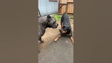 The Boys At It Again Cane Corso Vs Rottweiler 