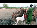 Soor ka shikar 2024  hogs dogs hunting  pig shikar in pakistan  dogs hunting