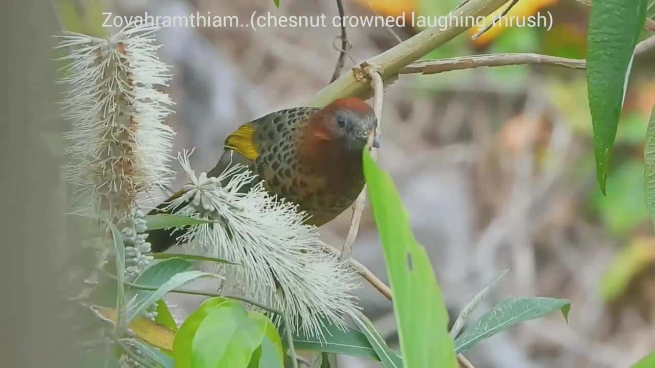 zovapui..valimchho.etc ila hmuh ngai loh zo sava lo thlir leh rawh le.. Birds of mizoram..