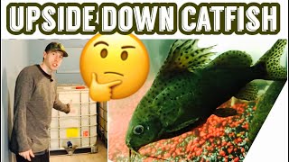 Exclusive Upside Down Catfish Tank Care & Size Profile