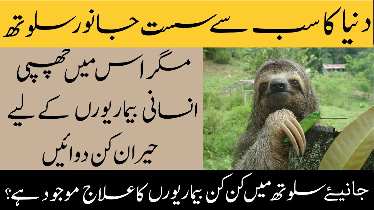 Facts About Sloth Animal|sloth k ajza buhat si bemarion k ilaaj kam aty