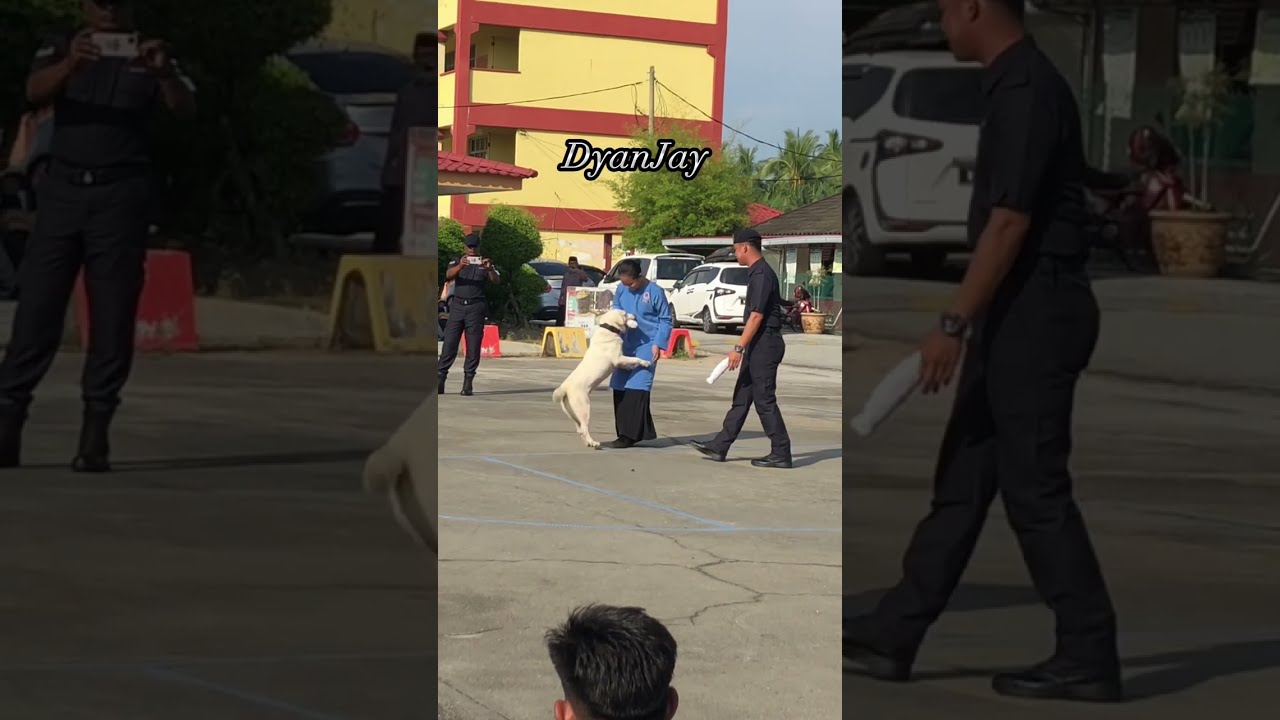 K9 malaysia viral tiktok / Original video /dog pull on leash
