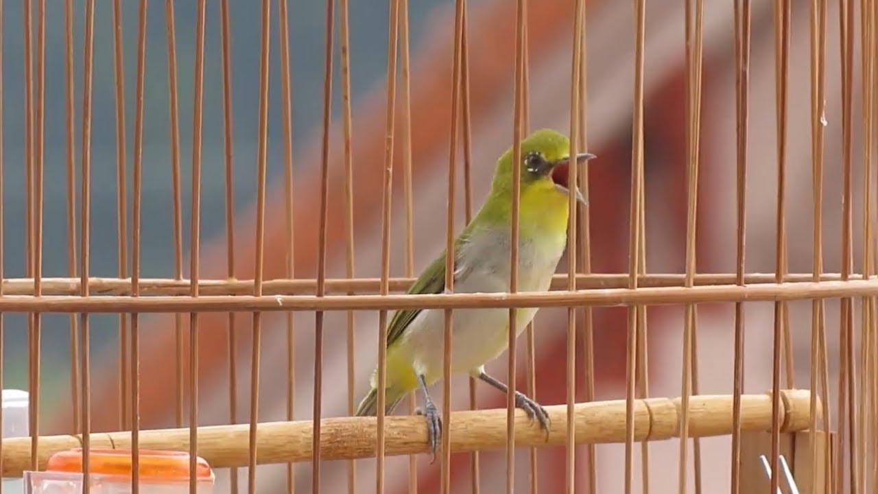 Khuyên líu hót kích bổi , luyện khuyên líu đấu căng , ép khuyên líu choè