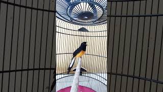 super mewah materi panjang buka paruh sobek2 vokal toa bulu baru (Jonath mhjr 083811833431)