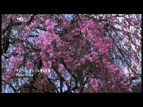 大膽小心KTV字幕