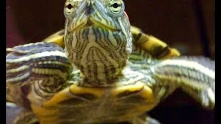 Red Eared Slider, Don&#39;t bite the hand that feeds you.