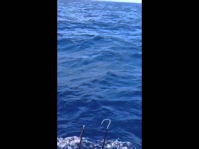 Bild från Enorm blå marlin hoppar rejält
