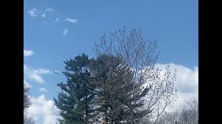 Two Bald Eagles flying to nest feeding young in Connecticut. #Eagles