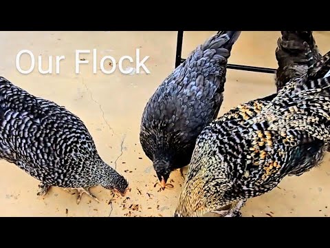 The Joy Of Taking Care Of My Backyard Chickens Chicken Worms Peace Egg Garden Chicks Coop