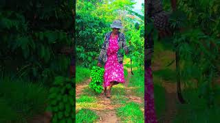 Hardworking village life carrying bananas and picking fresh pineapples in the countryside