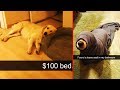 Dogs Snapchats That Are Impawsible Not To Laugh At 「 funny photos 」