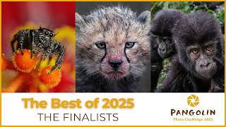 Best of 2025 Finalists | Pangolin Photo Challenge