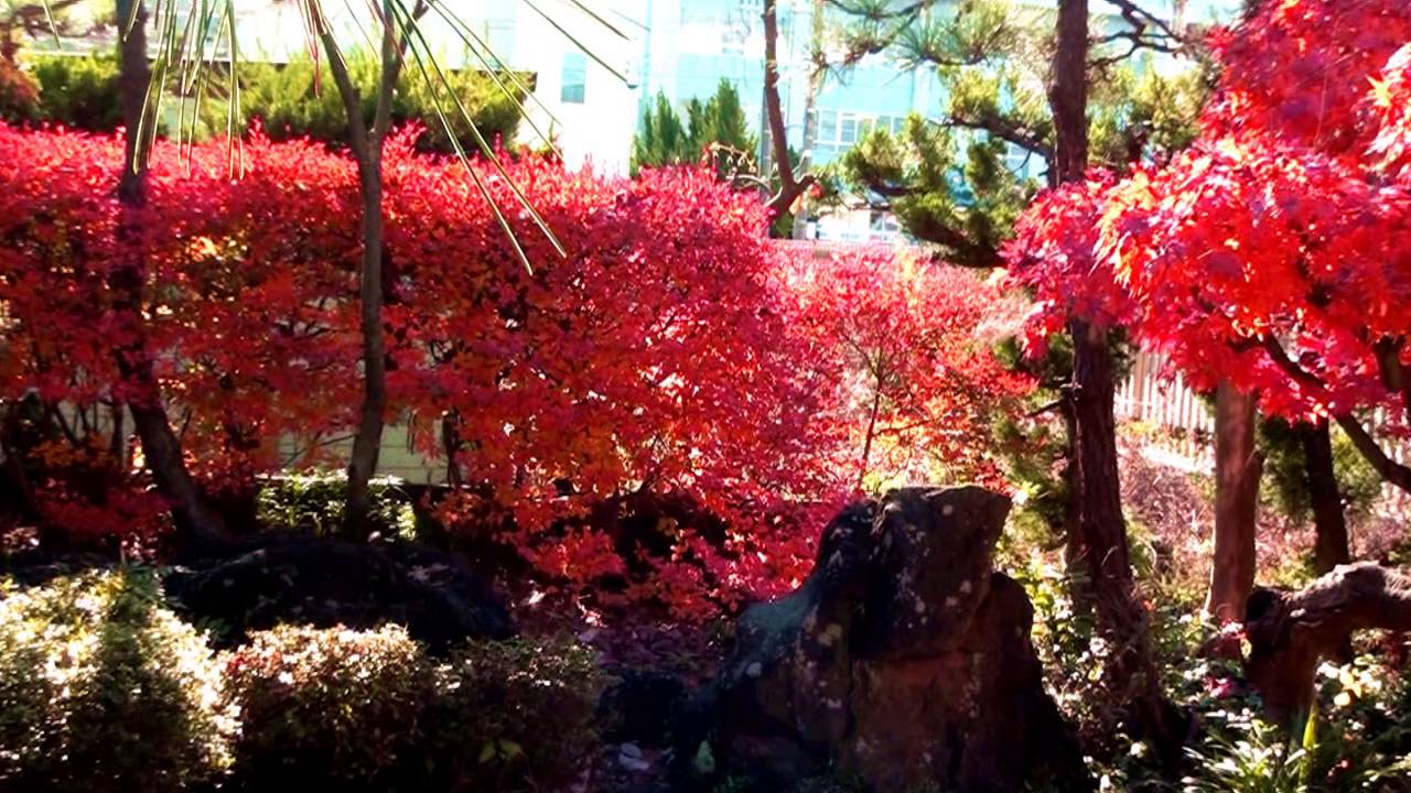 Scarlet In My GARDEN 2014 YouTube