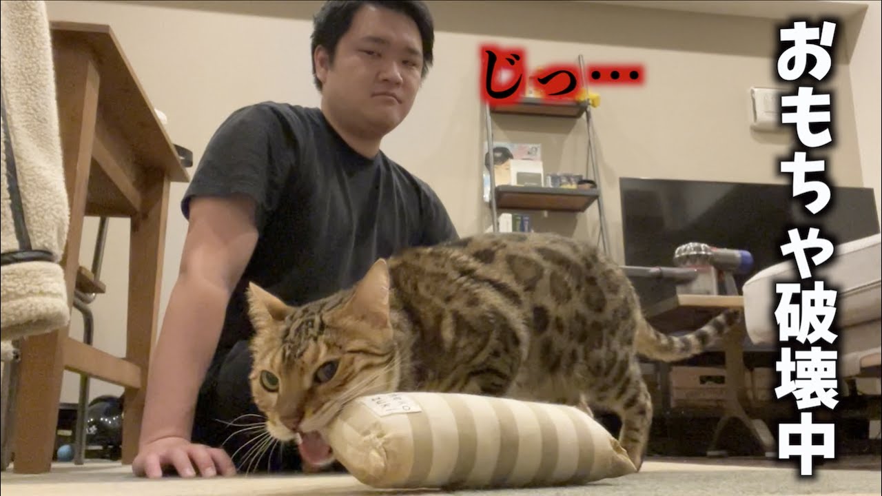 飼い主の目を盗んでオモチャを壊す猫 - YouTube