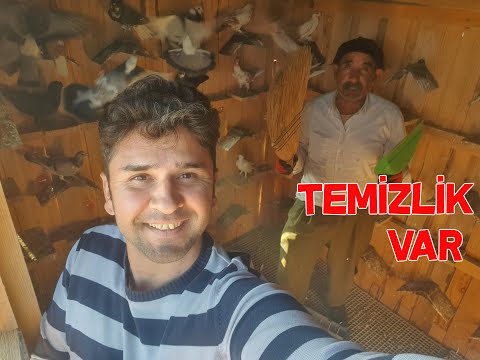 Güvercin Uçum Kümesini Veli Ustayla Temizledik