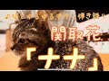 【ナナ】関取花 ゆるゆる弾き語りカバー ねことともに