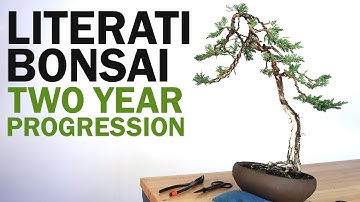 Creating a Literati Bonsai - Juniper Bonsai Two Years of Styling and Work