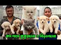 Persian Cat, Labrador & German Spitz Puppies Sale Low Price. Dog Market in Kolkata Price.