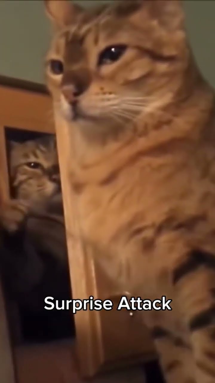 Kittyo hit by a surprise attack it be them prvnci haters