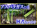 【ゆっくり解説】赤い実は食べちゃダメ!?「アスパラガス」とは何者なのか?を解説/オス株・メス株の違いとアスパラガスの進化