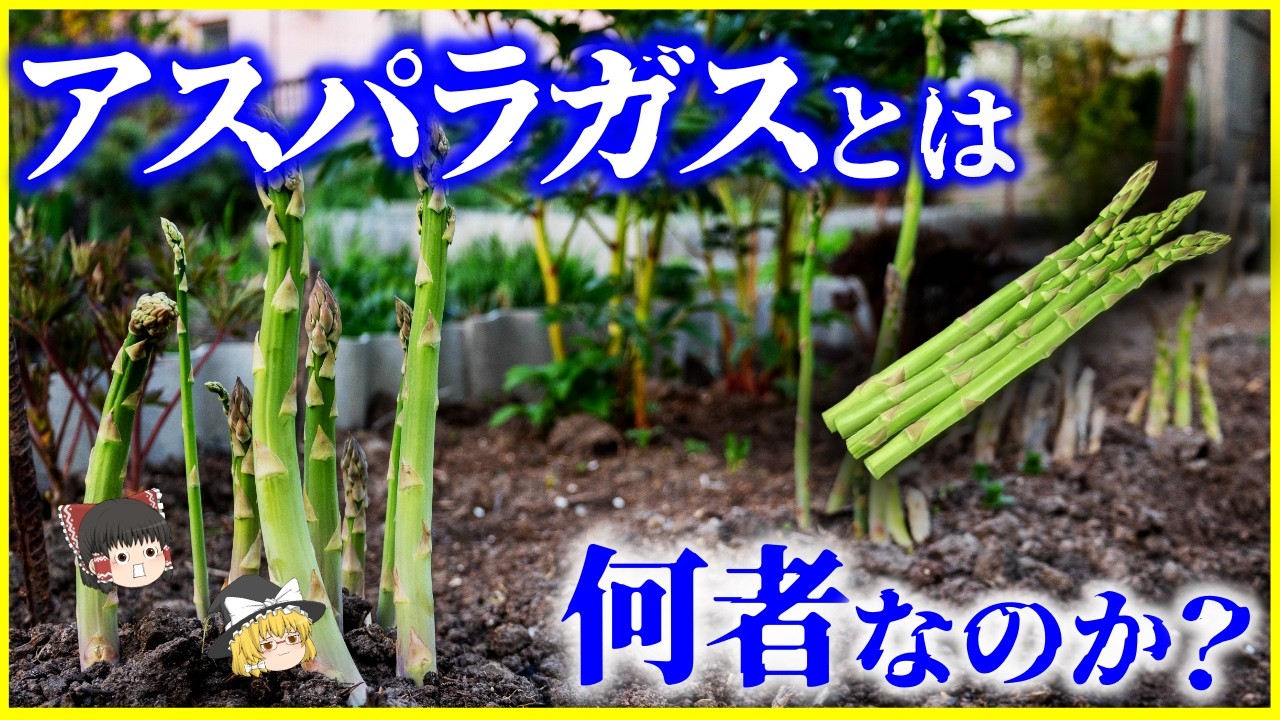 【ゆっくり解説】赤い実は食べちゃダメ!?「アスパラガス」とは何者なのか?を解説/オス株・メス株の違いとアスパラガスの進化