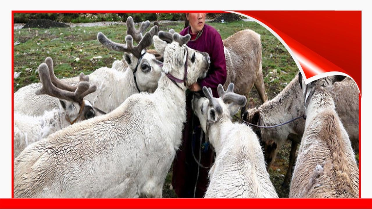 Meet The Tsaatan Nomads In Mongolia Who Live Like No One Else 🙃 - YouTube