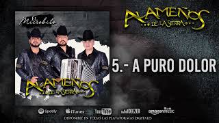 Video thumbnail of "Los Alameños de la sierra - A Puro Dolor / Produccion 2021"