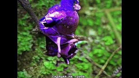 Russian Story2Hallucination (big-sleep) AI text to image Animation