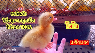 เคล็ดลับอนุบาลลูกเป็ดให้รอด 100% #ธนินท์ฯฟาร์ม
