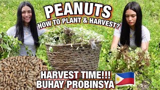 HARVESTING PEANUTS | BUHAY PROBINSYA (PHILIPPINES) | HOW TO PLANT & HARVEST PEANUTS | Tinmay Arcenas