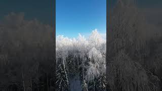 Flying Through Frosted Treetops With Dji Avata Fpv Drone In Lithuania