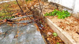 Massive Debris, Leaves Blocking -The Water Flow I Cleaned The Ditch Drain