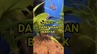 MAU DAPAT IKAN BANYAK BACA DOA INI #doamancing #fishing #shortvideo #shorts