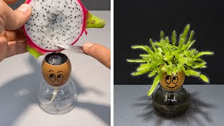 Growing Dragon Fruit Cactus in Egg Shell - 101 Days Time Lapse