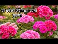 म र ब ल क न फ लब र म फ ल क ज र न यमहर न य थप क ज र न यम पन फ ल य Geranium Balconygarden म र ब ल क न फ लब र म फ ल क ज र न यमहर न य थप क ज र न यम पन फ ल य Geranium Balconygarden