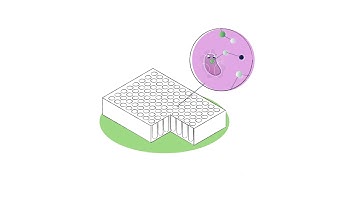 4DCELL IN VITRO MODELS Presentation