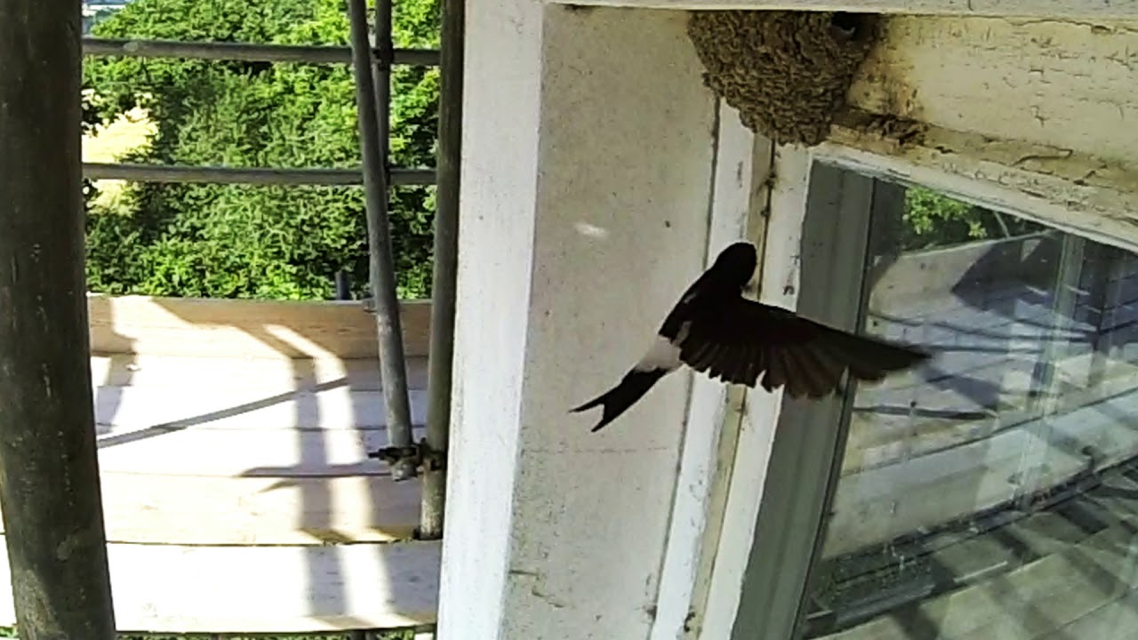 House martins slowmo