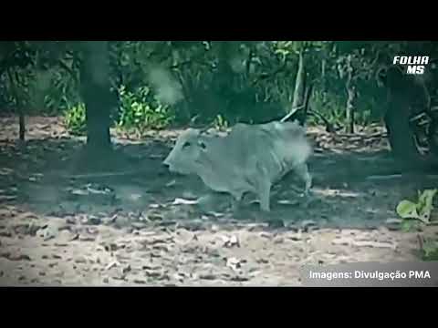 Fazendeiro é multado por abandonar gado debilitado no Pantanal | Vídeo 2 Fazendeiro é multado por abandonar gado debilitado no Pantanal